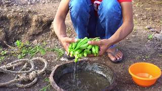 Best Bhindi Masala in the world  Bhindi Fry or Bhindi Ki Subzi Recipe [upl. by Abram]