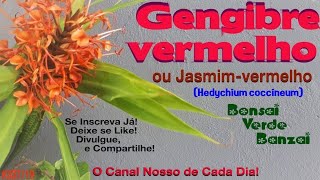 Gengibre VermelhoHedychium coccineum Como é essa planta e a sua flor [upl. by Ahsitam324]