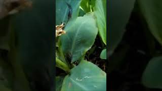 How to properly deadhead your canna lilies [upl. by Hendrix915]