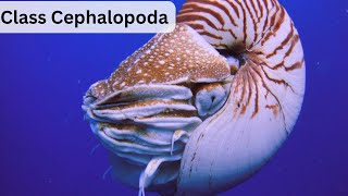 Class Cephalopoda  Complete Lecture UrduHindi [upl. by Hau571]