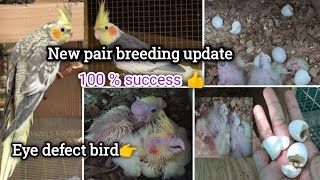 💥 Cockatiel New pair breeding update🐣good result👌 cockatiel chicks🦜 cockatiel [upl. by Samalla]