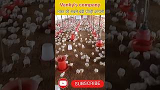 vankys India limitedPoultry farmingshortsviralvankys [upl. by Ardnuahs851]