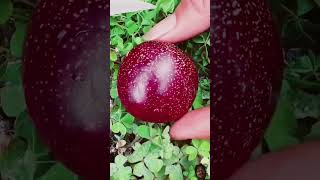 naturallifeb fruit satisfying naturalclips fruitcutting naturelife amazing food plants [upl. by Bertie]