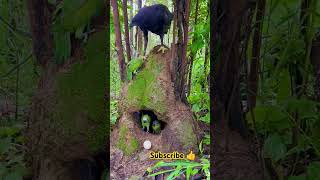 birds birdslover nature jungle shortvideo shorts [upl. by Ecad687]