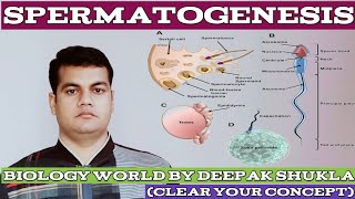 GametogenesisSpermatogenesis spermatogenesis humanreproduction [upl. by Bartel]