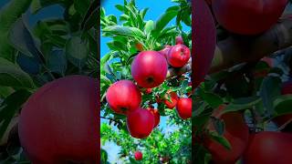 Enjoy beautiful dried persimmon fruits 🥝🍎🍓🍇🥭🍉🍊🥰shorts nature fruit garden foryou viralvideos [upl. by Nador]