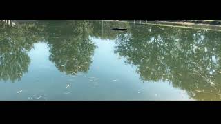 Farm Pond Largemouth Bass Fishing Fall 2024 [upl. by Sadinoel]