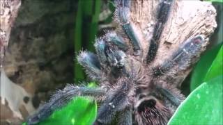 Avicularia diversipes [upl. by Lilian]