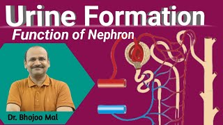 Urine Formation  Nephron Function  by Dr Bhojoo Mal [upl. by Anasxor]