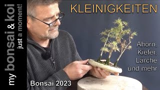 Bonsai 202363  Kleinigkeiten  Ahorn Kiefer Lärche und mehr [upl. by Erot]