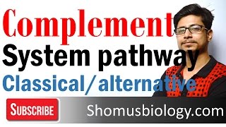 Complement system  classical and alternative pathway of complement activation [upl. by Maggy]