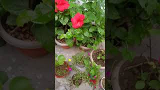 free ki chij se banaya mansoon secret organic khad paye dheron phool [upl. by Nishom]