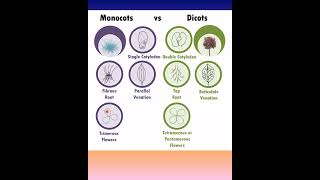 Monocots vs Dicots  Monocotyledons and Dicotyledons  Plant Kingdom Class 11  KVS PGT BIOLOGY [upl. by Iago210]