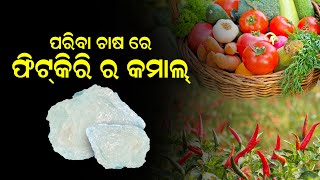 Pariba chasa odia  ପରିବା ଚାଷ ରେ ଫିଟିକିରି ବ୍ୟବହାର  Vegetable farming in odisha  My Desi Farm [upl. by Alyson]