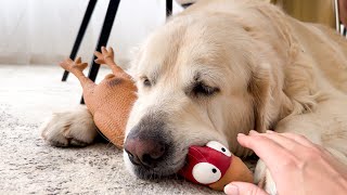 Trying to Steal a Toy from My Funny Sleeping Dog [upl. by Porta]