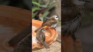 Bird Bath Cam TVYellowvented Bulbul taking a bath [upl. by Simsar]