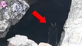 10 Mysterious Creatures Caught on Camera [upl. by Traggat]