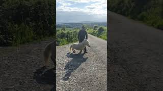 Part 2 of the Shetland that I discovered on my dog walk Mont brought the trailer shetland [upl. by Becker886]