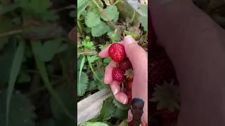 homegrown strawberry garden gardening boysenberry [upl. by Dippold]