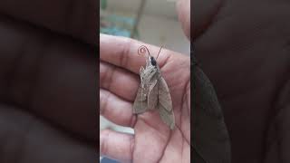 moth caterpillar with aararum manasil ninnorikkalum song  shorts  towardthenature [upl. by Sybyl]