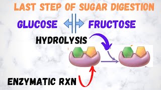 Sucrase Enzyme splits Sucrose into Glucose and Fructose through enzymatic rxn and hydrolysis [upl. by Eiresed]