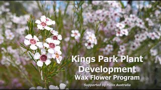 Looking to the future Kings Park wax flowers [upl. by Akemal617]