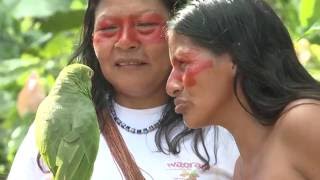 The Waorani Women of the Amazon Ecuador [upl. by Alemak]