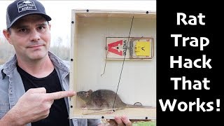 A Rat Trap Hack That Works How To Catch MORE Rats amp Mice  Mousetrap Monday [upl. by Painter]