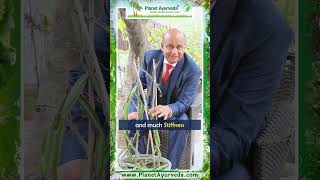 Hadjod Cissus quadrangularis Benefits amp Uses by MDAyurveda Expert  Bone and Joint Health [upl. by Aikas]