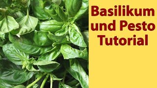 D047 Basilikum und Pesto Tutorial [upl. by Awhsoj979]