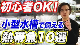 【狭いスペースで飼育可！】小型水槽で飼える熱帯魚10選！管理方法や注意点をプロが解説！【観賞魚】 [upl. by Notlaw]