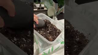 Transferring My Ficus to Soil ficusplant ficuselastica planthome plants plantparent home [upl. by Anehta]