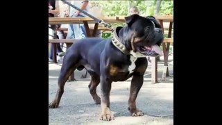 Renascence Bulldogges  Gargoyle Kennels  Big Chuk  Outlaw Country [upl. by Lleon]