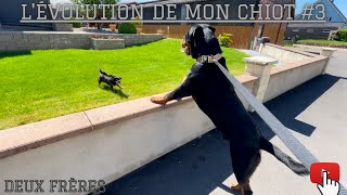 LÉVOLUTION DE MON CHIOT ROTTWEILER 3  8 mois et 3 semaines [upl. by Aeneg]