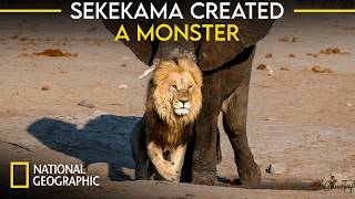 Sekekama Created a Monster  The Beast Waziba  Lion Documentary [upl. by Struve]