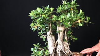 When should you defoliate a ficus bonsai tree Ficus Microcarpa Banyan Style [upl. by Aitsirhc]