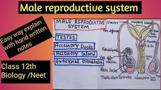 Male Reproductive System l diagram l sexual reproduction in human l Class 12th l Neet l [upl. by Rheinlander151]