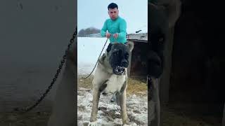 Aggressive Kangal Dog vs Leopard😨😡🤬😱💀😈 kangaldog dogbreed shorts [upl. by Trinetta]