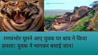 रणथंभोर घूमने आए युवक पर बाघ का हमला🐯🐯🐯trending video ranthambore travel [upl. by Fleta930]