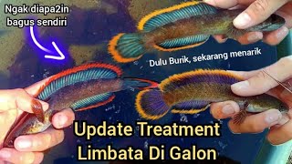 UPDATE TREATMENT LIMBATA DI GALON HASILNYA MELEBIHI EKSPETASI [upl. by Adnirual941]