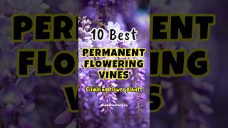 Best flowering vines in india  perennial flowering creepers shorts floweringplants [upl. by Sami847]