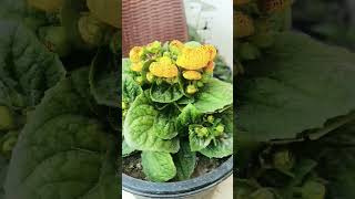 How to grow and care calceolaria flower plant winter care tips fertilizer  plants house [upl. by Hausner]