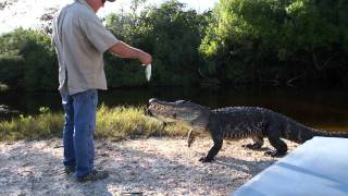 Feeding a wild alligator in the Everglades [upl. by Drarig450]