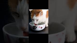 Tips To Control Cat Vomiting [upl. by Lulita]