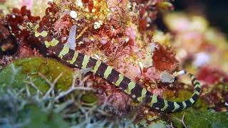 pipefish elbow [upl. by Adianez]