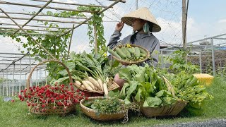 Harvesting radish broccoli luffa choi sim gardening [upl. by Nnad]