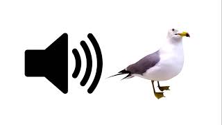 Seagull  Sound Effect [upl. by Gaulin]