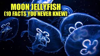 Moon Jellyfish 🌙 10 FACTS You NEVER KNEW [upl. by Arehahs883]