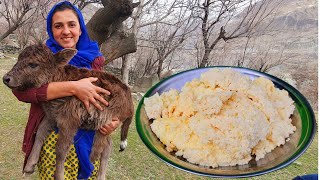 Colostrum Milk  Organic Village Life  Vlogs New Video [upl. by Evod]