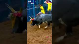 Highlights of Jallikattu 2022 shorts shortsfeed 2022 [upl. by Llevra]